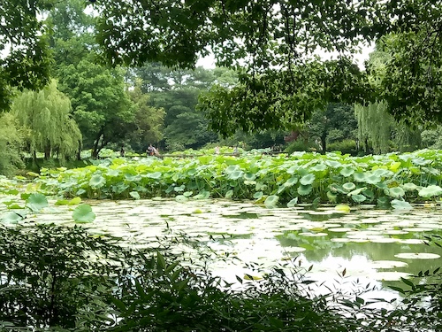七月九日 91制片
 走西湖-关注西湖十景垃圾分类问题小分队 曲院风荷实景