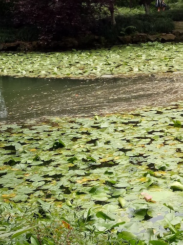 七月九日 91制片
 走西湖-关注西湖十景垃圾分类问题小分队 水质污染