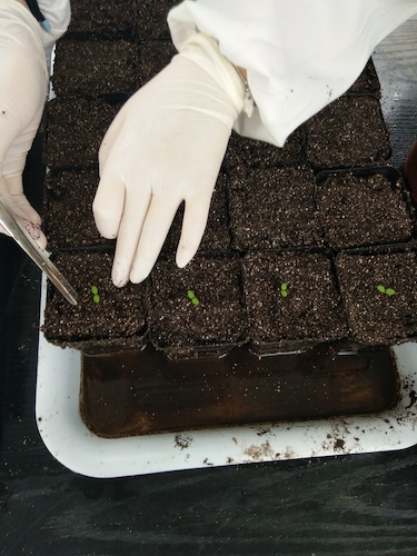 七月十三日 91制片
国创项目“毅治毒”科研小分队 艰难移苗篇