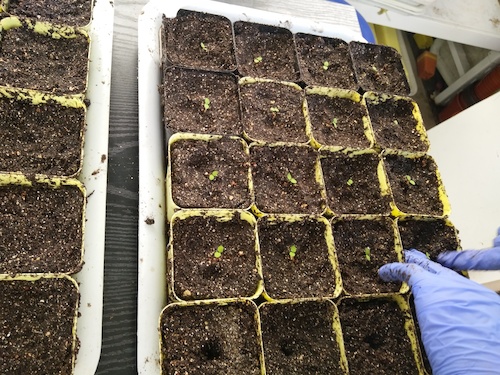 七月十三日 91制片
国创项目“毅治毒”科研小分队 移苗篇