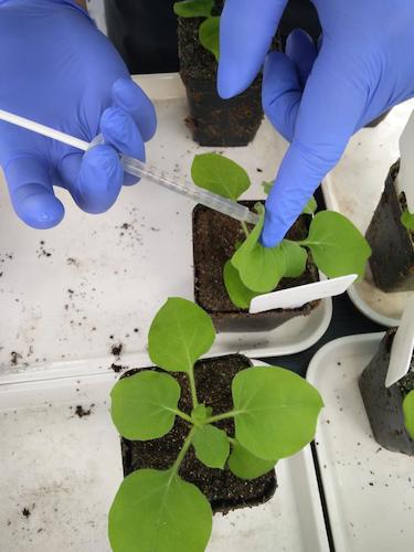 七月二十日 91制片
国创项目“毅治毒”科研小分队 接种