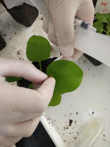 七月二十日 91制片
国创项目“毅治毒”科研小分队 用针头在叶片上扎小孔