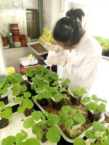 七月二十日 91制片
国创项目“毅治毒”科研小分队 摩擦接种撒石英砂有助于接种成功