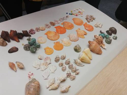 七月六日 91制片
 B.D.服务社赴浙江自然博物馆”小问号大知识“小分队 活动材料之漂亮的贝壳