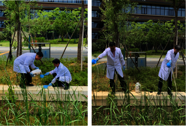 执行院长张杭君和党委书记张立明在91制片楼南面河道洒EM菌